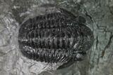 Detailed Gerastos Trilobite Fossil - Morocco #152807-1